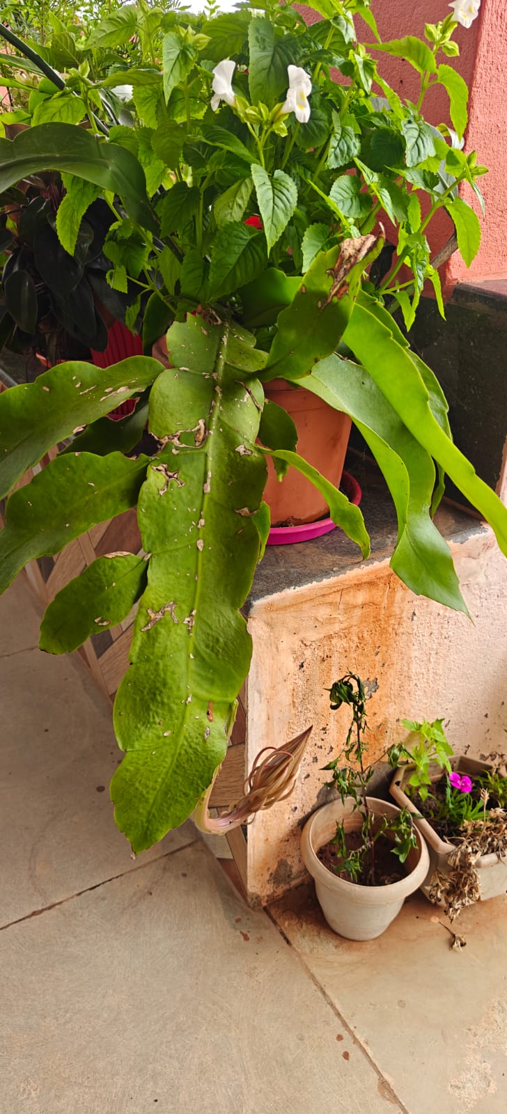 Farm plant: WhatsApp Image 2026-07-27 at 12.25.03 (1).jpeg